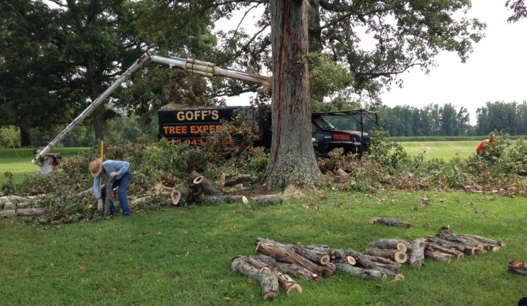 Dealing with Storm Damage – Tips For Collecting Firewood Safely
