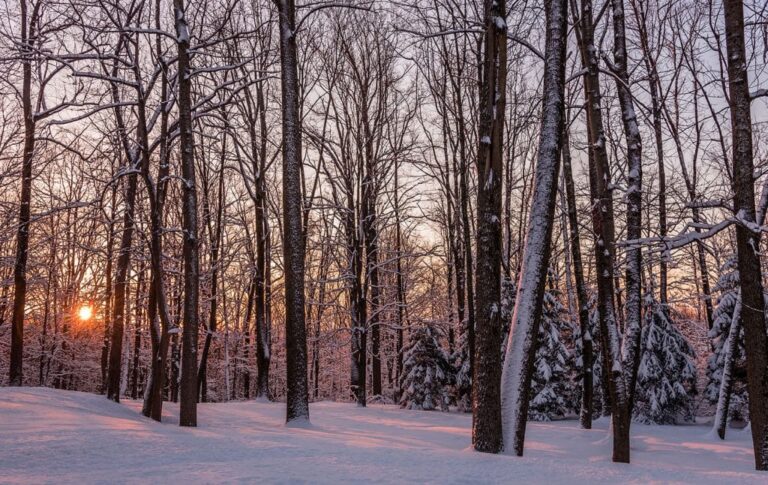 Mid-Winter Pellet Stove Performance Check